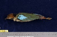 藏品(八色鳥)的圖片